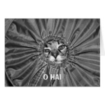 O Hai LOLcat Card by sweetnessphotography O Hai LOLcat Card