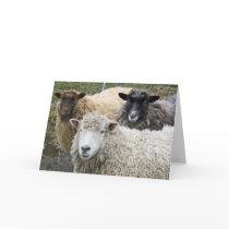 O We Like Sheep cards by jennyhansell O We Like Sheep cards