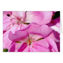 OA_hotpinkflowers_013005_1 cards by valentinekat OA_hotpinkflowers_013005_1 cards