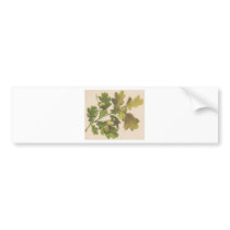 Oak 1907 bumper stickers