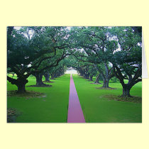 Oak Alley cards