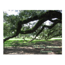 Oak Alley-Live oak tree branches, Oak Alley Pla... Postcards