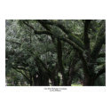 Oak Alley Plantation, Louisiana posters by daysrays Oak Alley Plantation, Louisiana posters