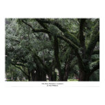 Oak Alley Plantation, Louisiana Poster