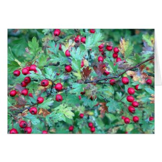 Oak and berries greeting card