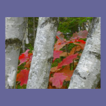 Oak and Birch posters