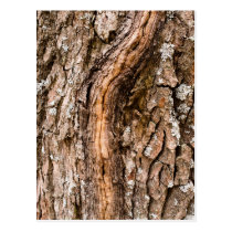 Oak bark postcards