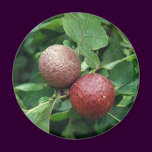 Oak Berries