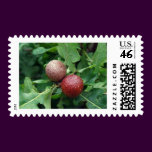 Oak Berries