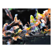 Oak Fairy Frosting Photo Art