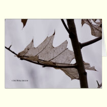 Oak Ghost Leaf cards