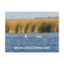 Oak Hammock Marsh Postcard