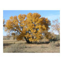 Oak in Fall posters by StormShooter Oak in Fall posters