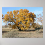 Oak in Fall posters
