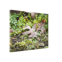 Oak Leaf and Chickweed Canvas Prints