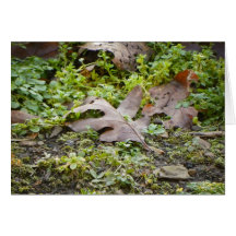 Oak Leaf and Chickweed Greeting Card