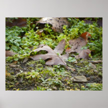 Oak Leaf and Chickweed Poster