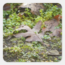Oak Leaf and Chickweed Square Sticker