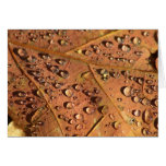 Oak Leaf and Dew Card