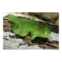 Oak leaf posters by mraiford Oak leaf posters