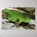Oak leaf posters