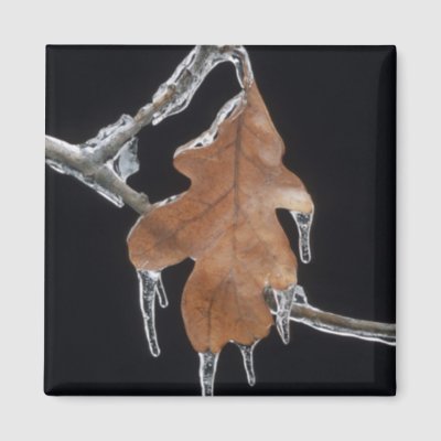 Leaf In Ice