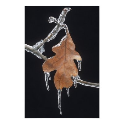 Leaf In Ice