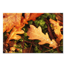 Oak Leaves. Photograph