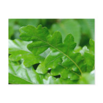 Oak Leaves postcards