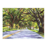 Oak Lined Road