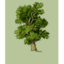 Oak - Parent t-shirts