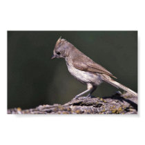 Oak Titmouse posters