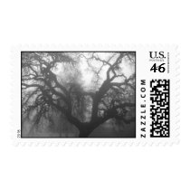 oak tree at sunrise, in fog postage