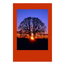 Oak tree at sunset posters