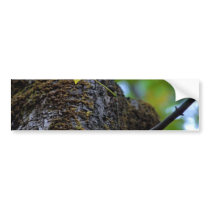 Oak Tree Bumper Stickers