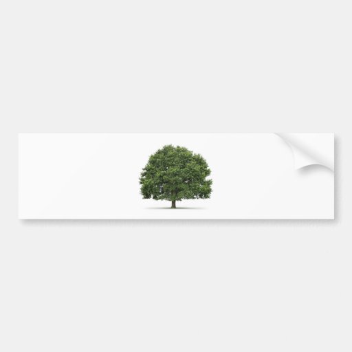 Oak Tree Bumper Sticker Zazzle