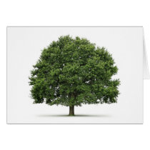 Oak Tree cards by bocagenaturel Oak Tree cards