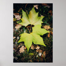 Oak tree green leaves print