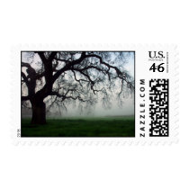 Oak tree in fog postage