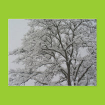 Oak Tree in the Snow Postcard postcards