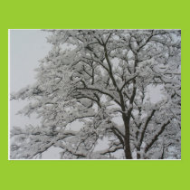 Oak Tree in the Snow Postcard postcards