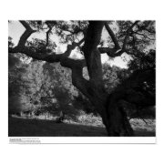 Oak Tree in the West Ridge, UC Santa Cruz, 1963 print