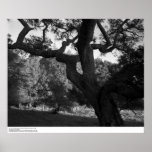 Oak Tree in the West Ridge, UC Santa Cruz, 1963 Poster