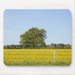 Oak tree in yellow field mouse pads
