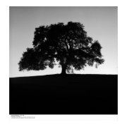 Oak Tree near Santa Cruz, January, 1963 print