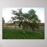 Oak tree on the green grass poster
