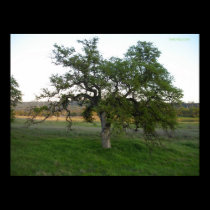 Oak tree on the green grass posters