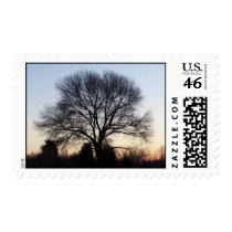 Oak Tree postage by closphotos Oak Tree postage