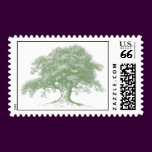 Oak Tree