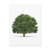 Oak Tree Postcards